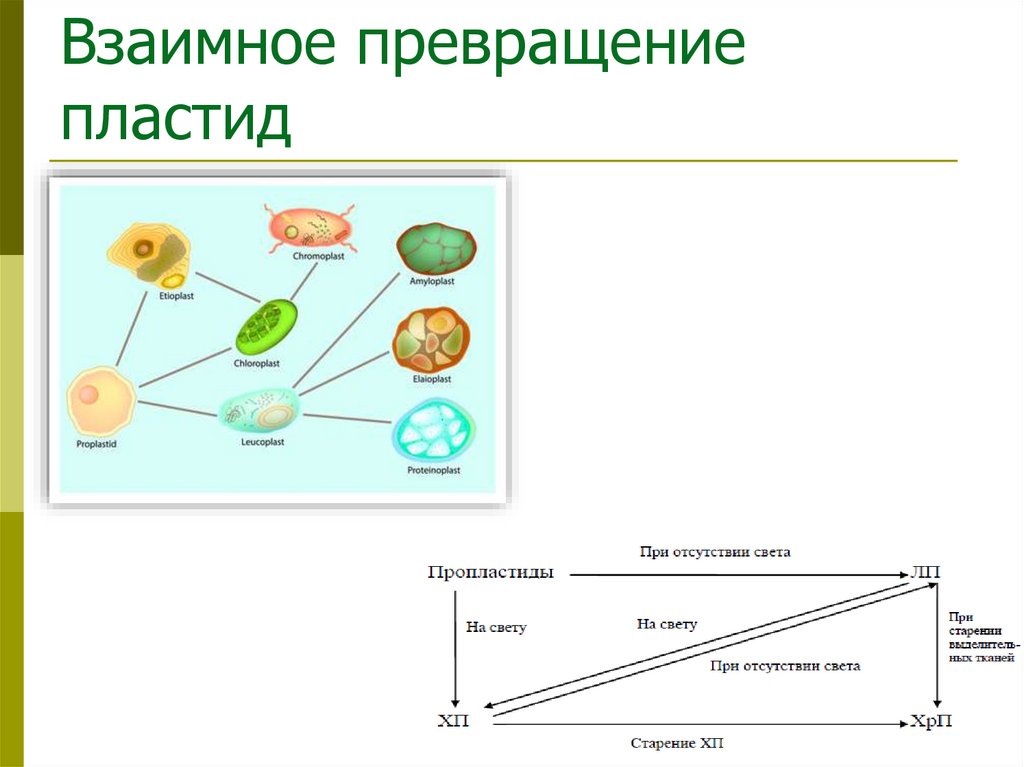 Взаимное превращение пластид