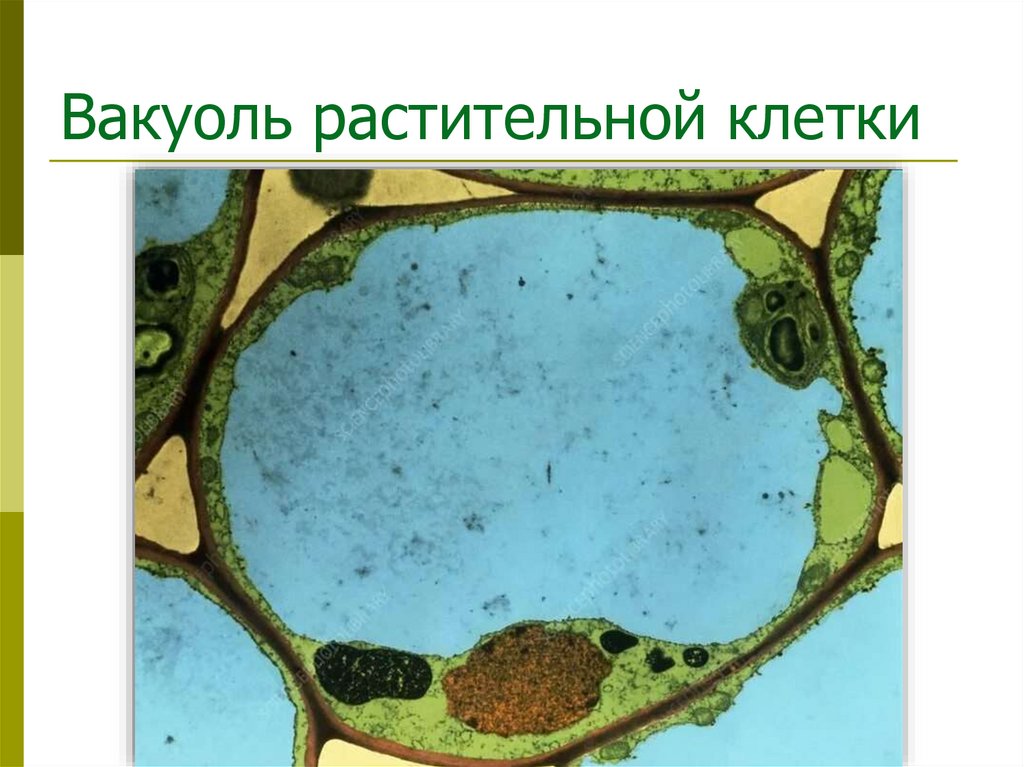 Вакуоль растительной клетки