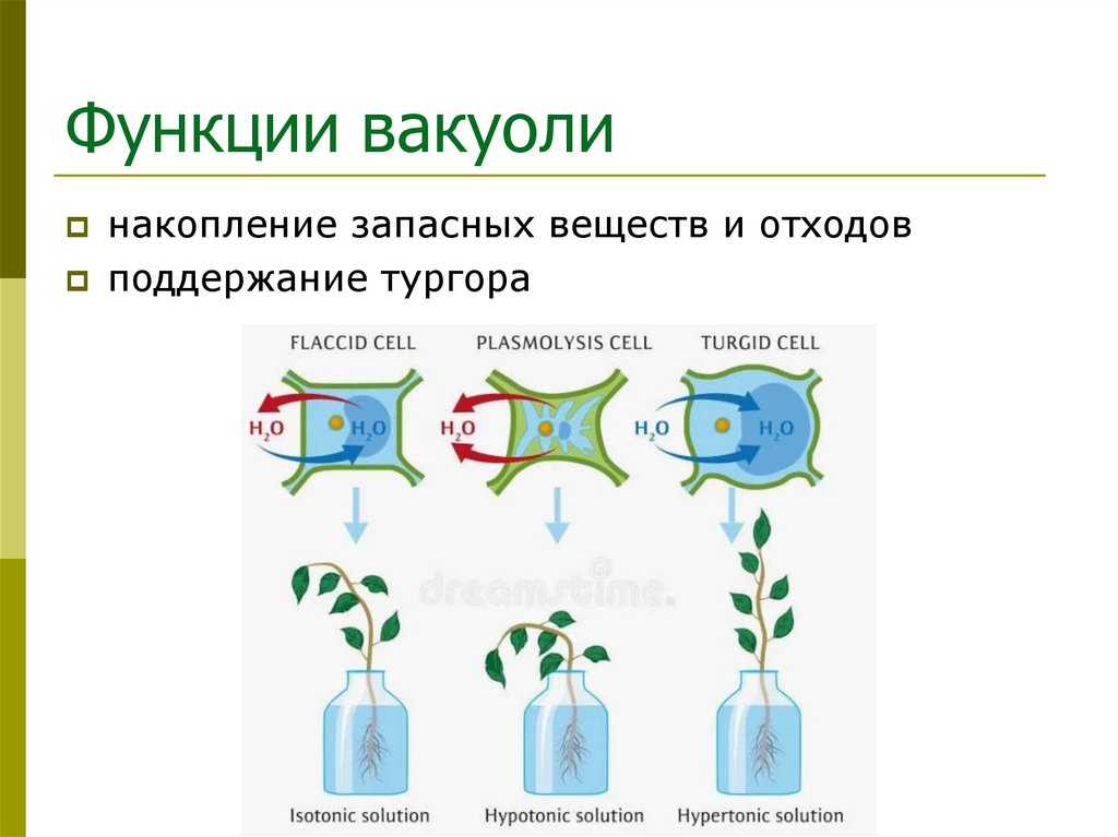 Функции вакуоли