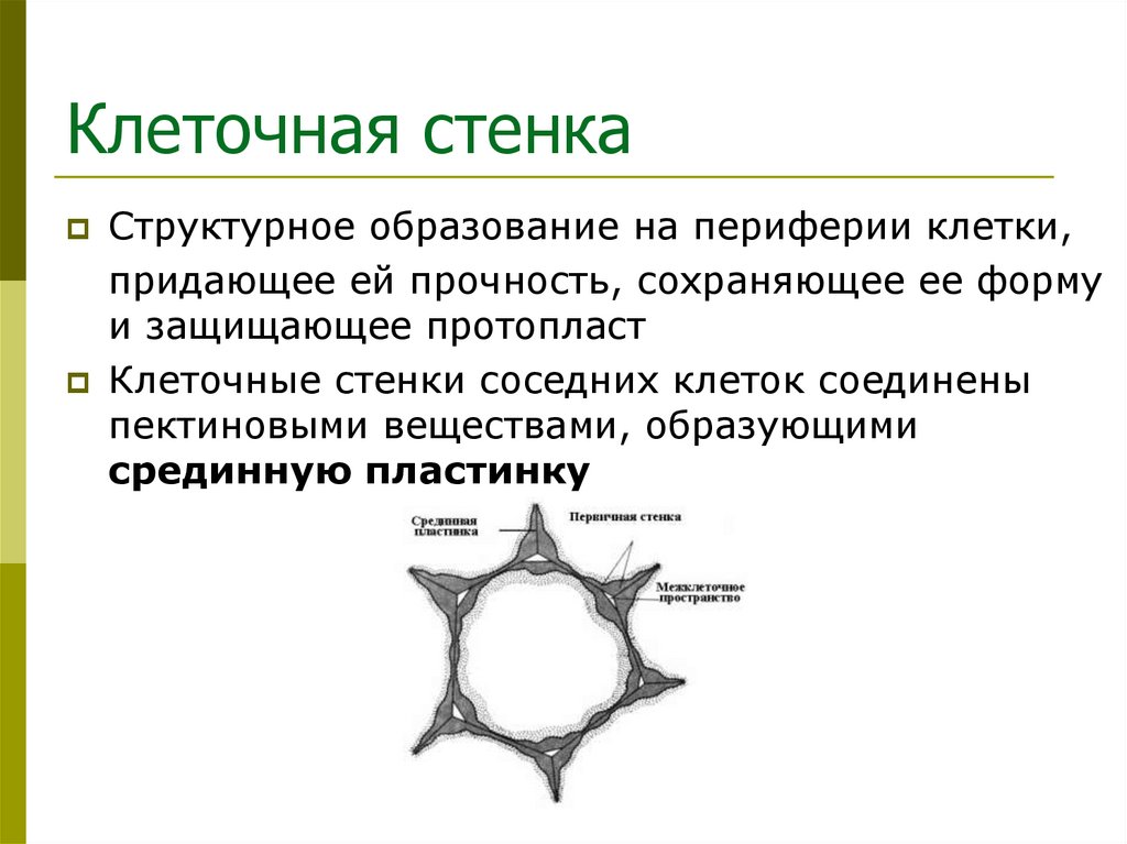 Клеточная стенка