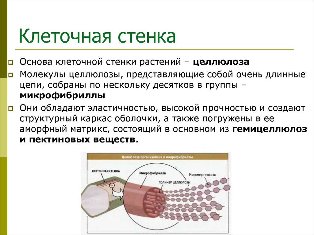 Клеточная стенка