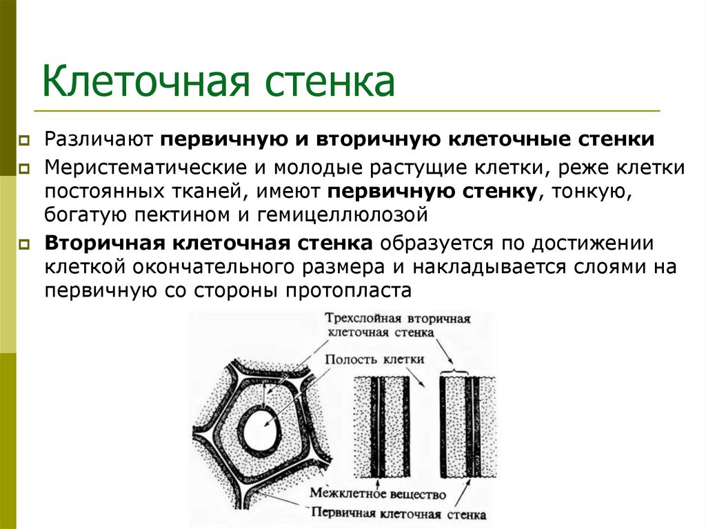 Клеточная стенка