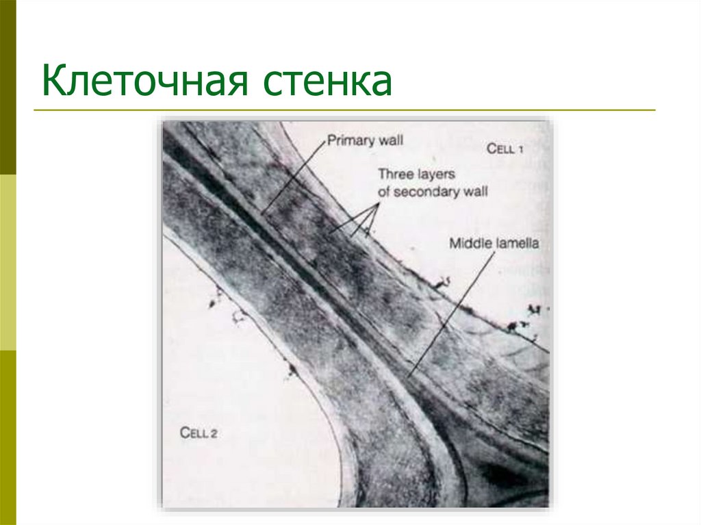 Клеточная стенка