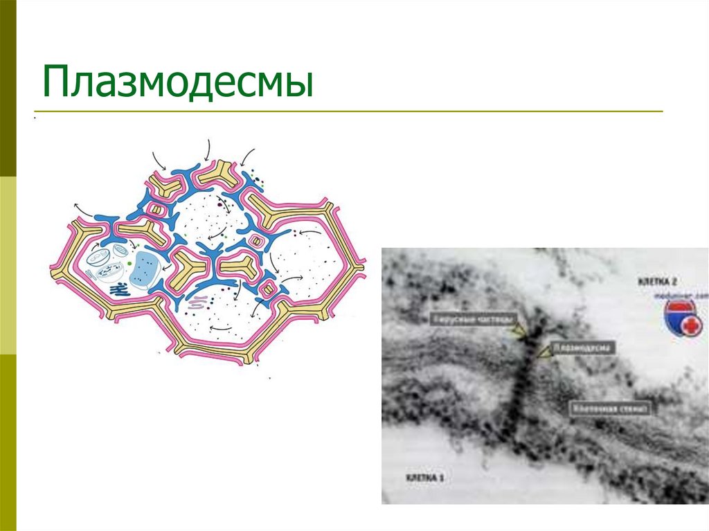 Плазмодесмы