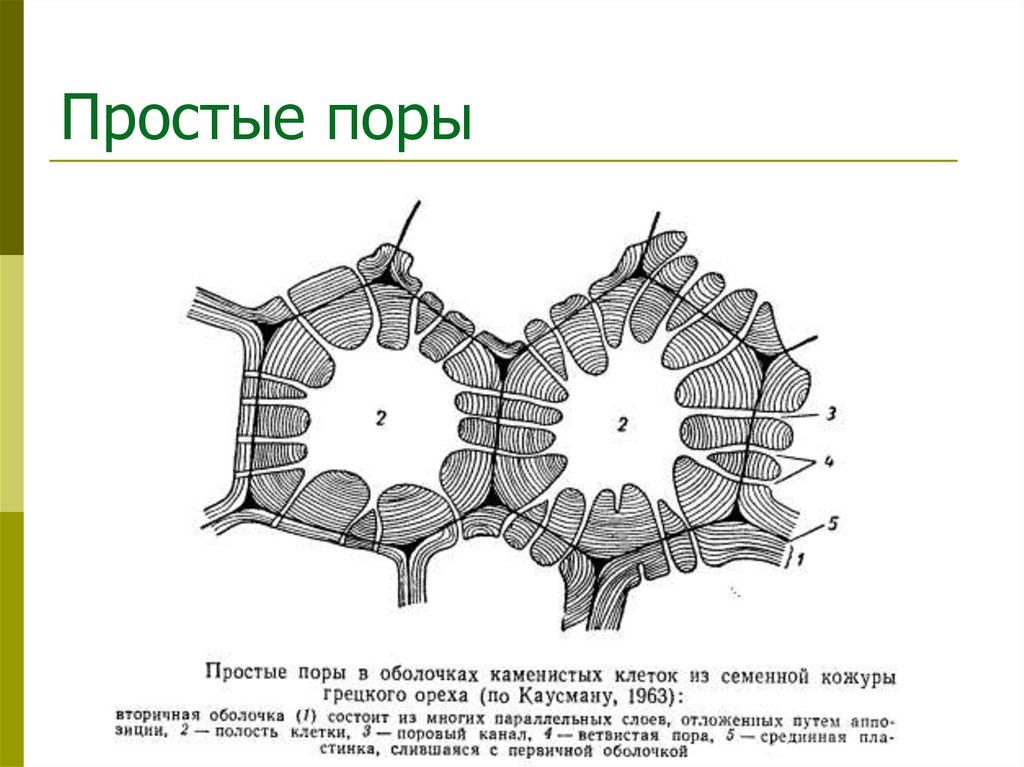 Простые поры