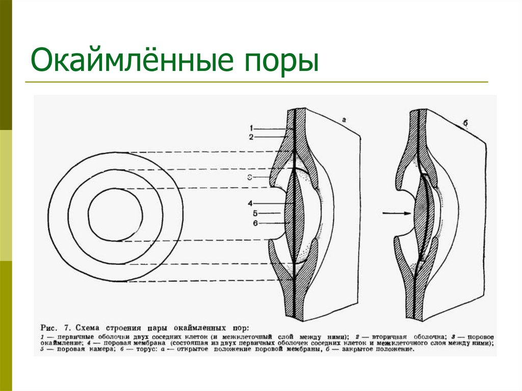 Окаймлённые поры