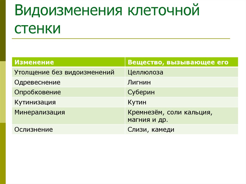 Видоизменения клеточной стенки