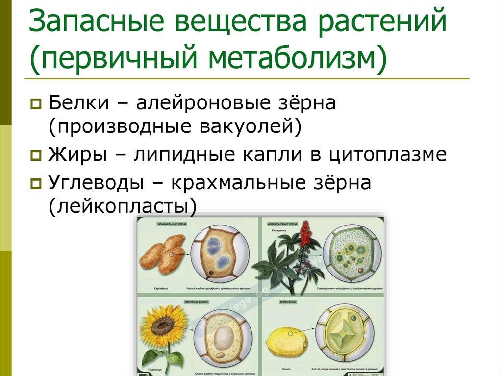 Запасные вещества растений (первичный метаболизм)