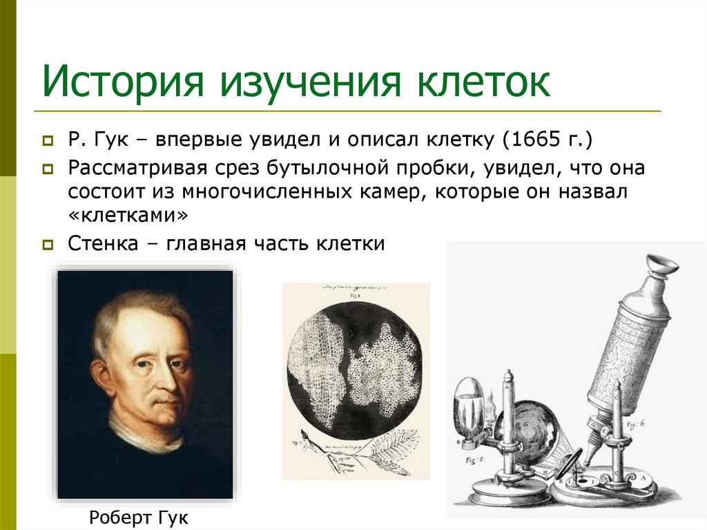 История изучения клеток