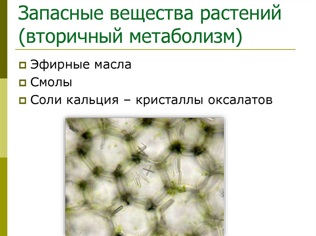 Запасные вещества растений (вторичный метаболизм)