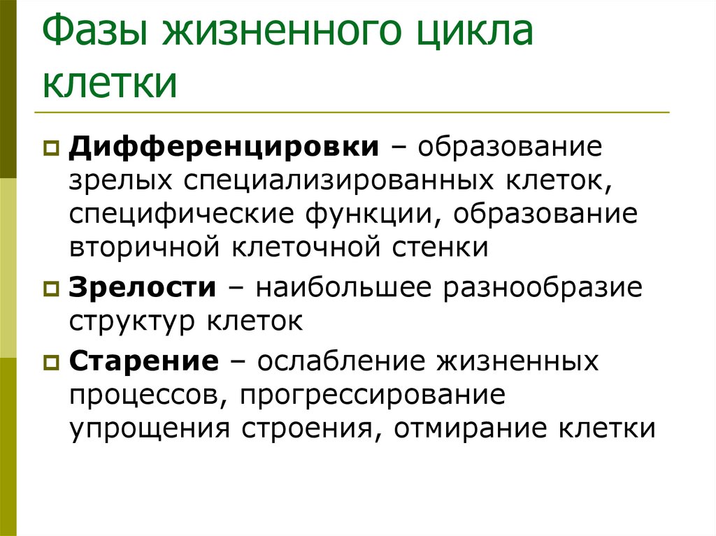 Фазы жизненного цикла клетки