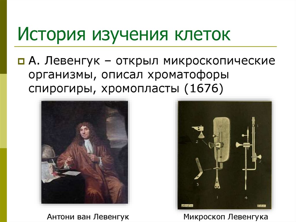 История изучения клеток