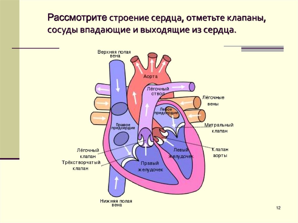 Рассмотрите строение сердца, отметьте клапаны, сосуды впадающие и выходящие из сердца.
