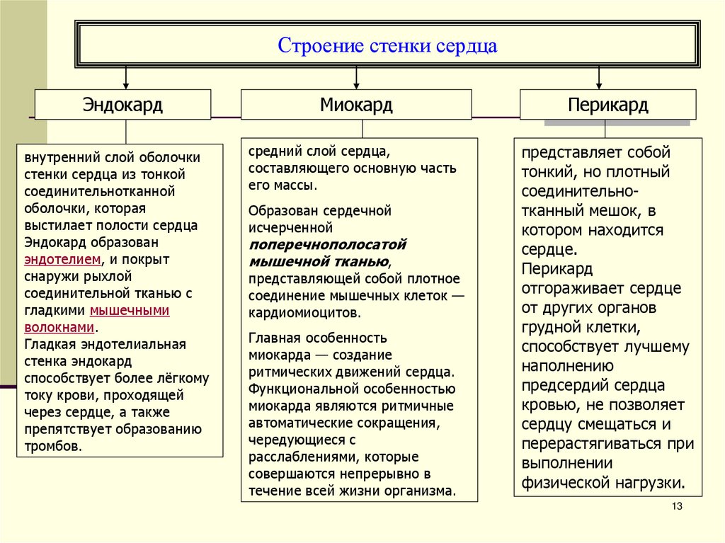 Строение стенки сердца
