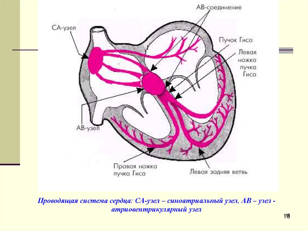 Проводящая система сердца: СА-узел – синоатриальный узел, АВ – узел - атриовентрикулярный узел