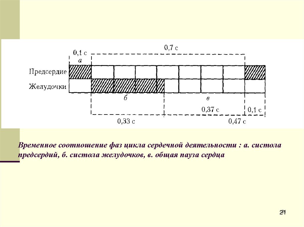 Временное соотношение фаз цикла сердечной деятельности : а. систола предсердий, б. систола желудочков, в. общая пауза сердца