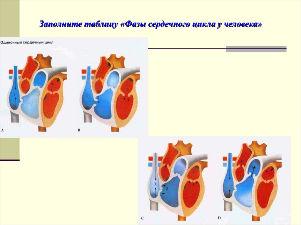 Заполните таблицу «Фазы сердечного цикла у человека»