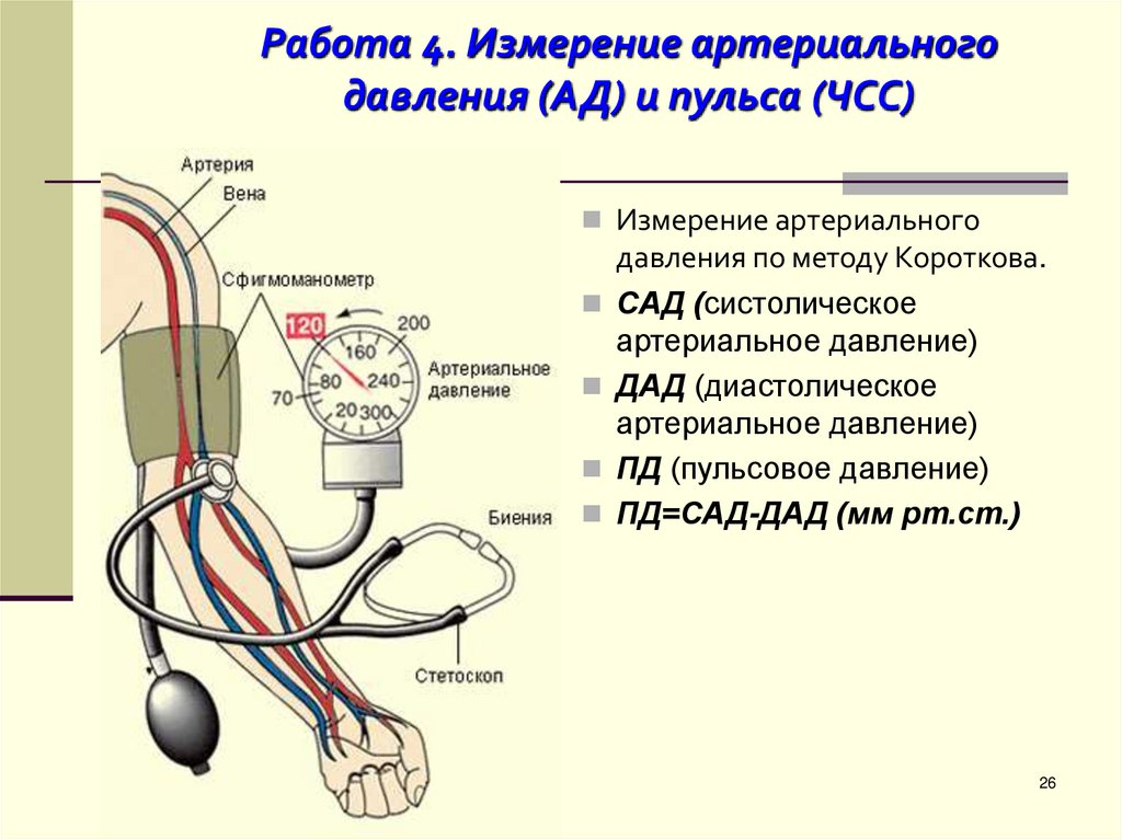 Работа 4. Измерение артериального давления (АД) и пульса (ЧСС)