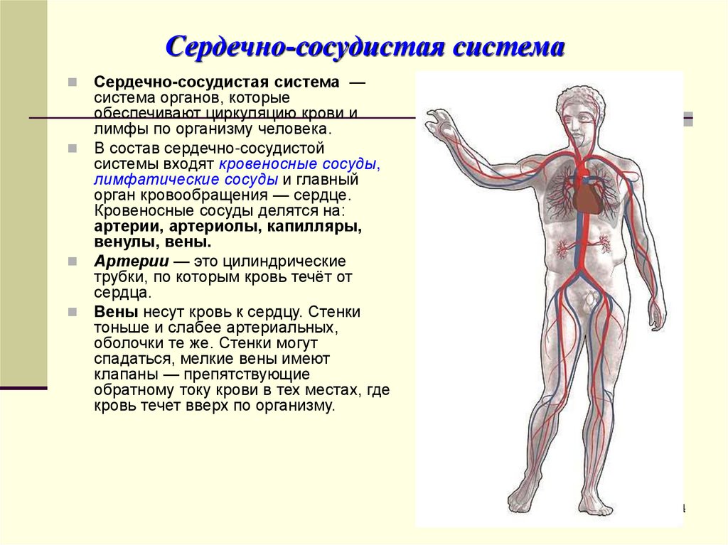 Сердечно-сосудистая система