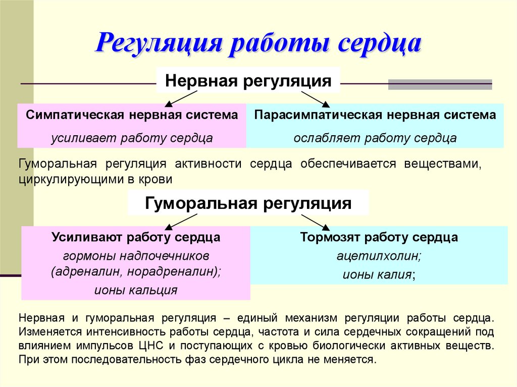 Регуляция работы сердца