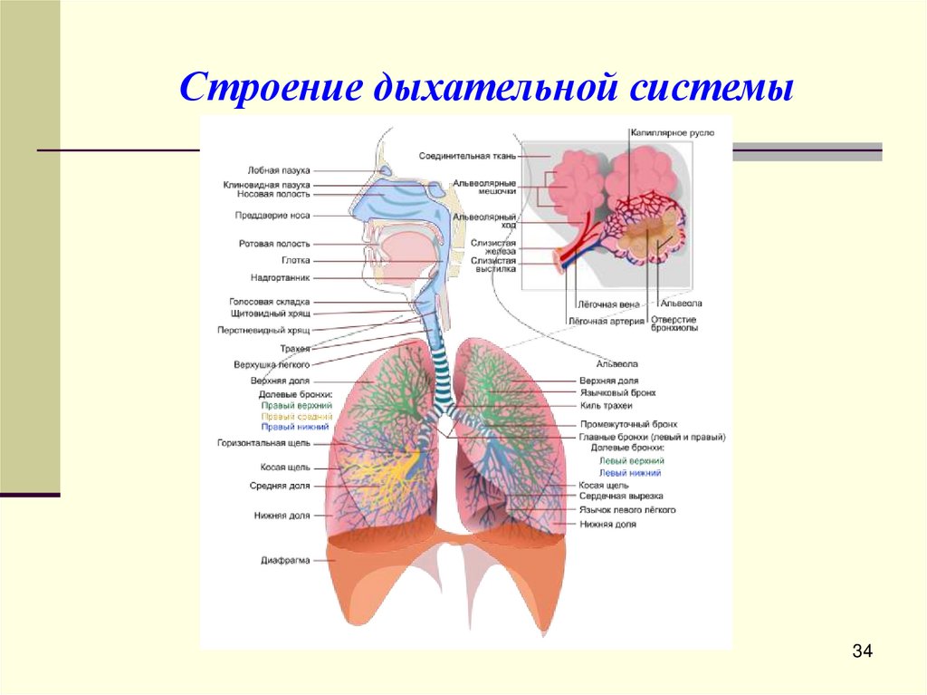 Строение дыхательной системы