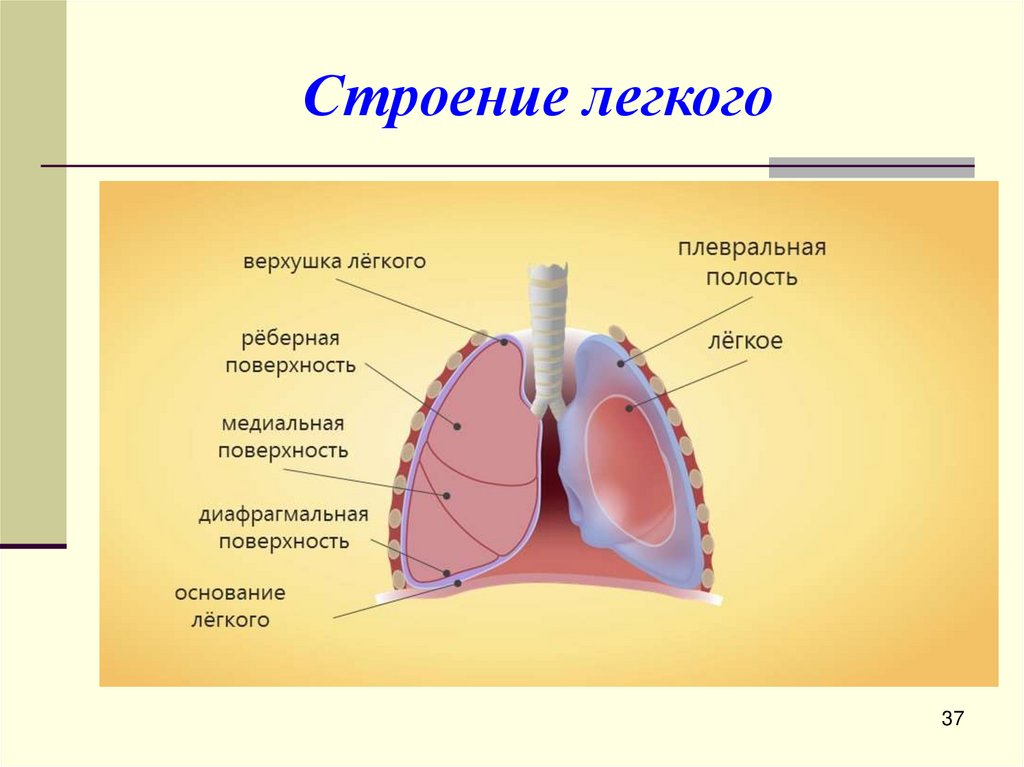 Строение легкого