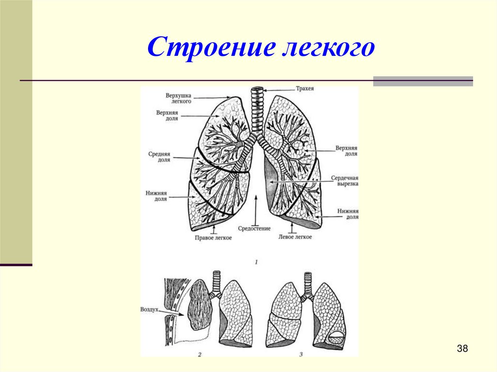 Строение легкого