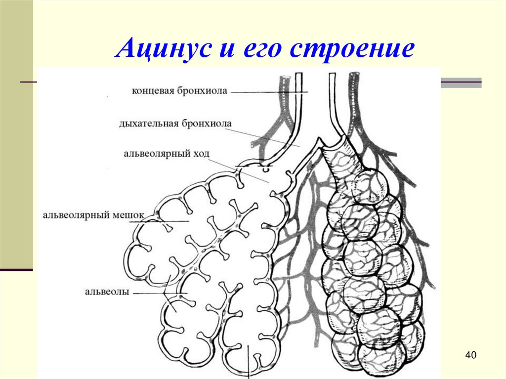 Ацинус и его строение