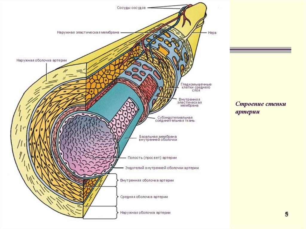 Строение стенки артерии