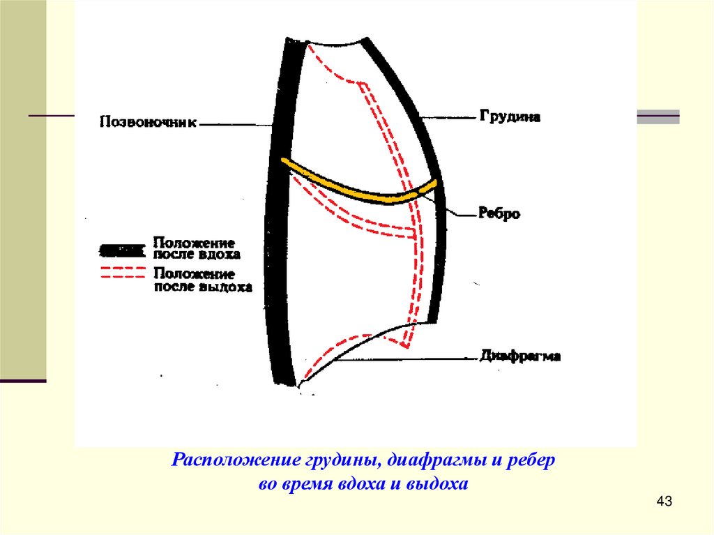 Расположение грудины, диафрагмы и ребер во время вдоха и выдоха