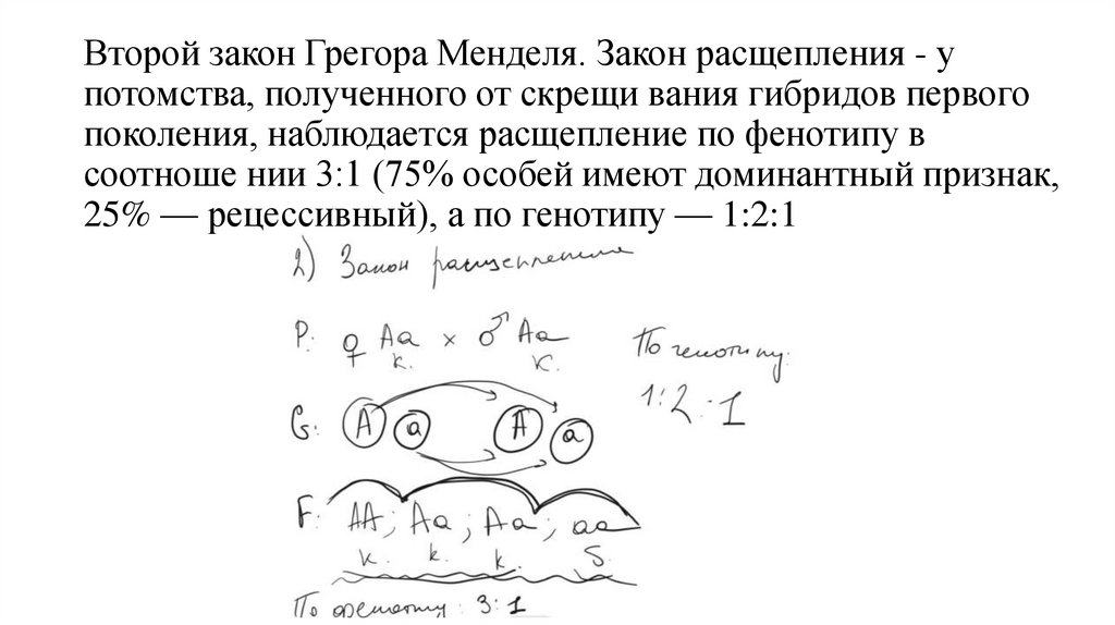 Второй закон Грегора Менделя. Закон расщепления - у потомства, полученного от скрещи вания гибридов первого поколения,
