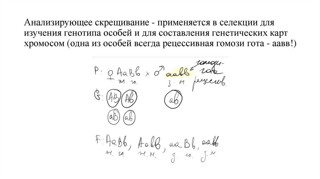 Анализирующее скрещивание - применяется в селекции для изучения генотипа особей и для составления генетических карт хромосом