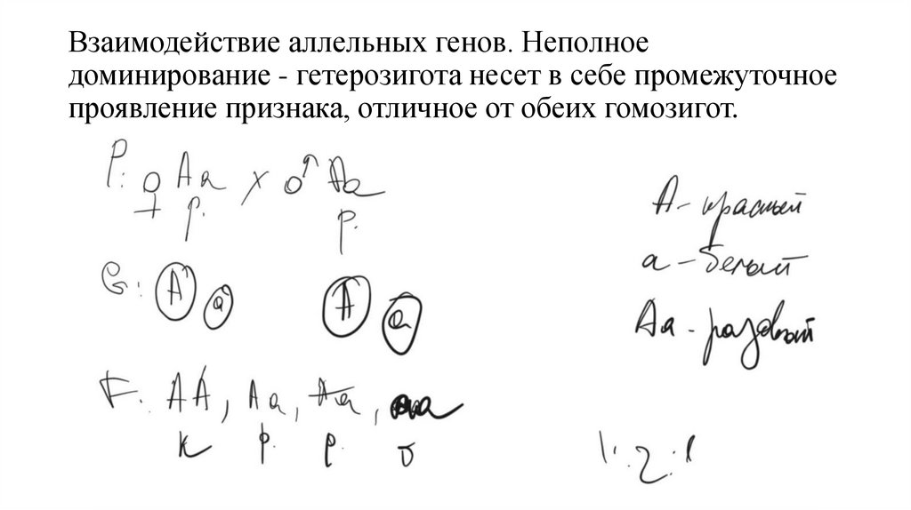 Взаимодействие аллельных генов. Неполное доминирование - гетерозигота несет в себе промежуточное проявление признака, отличное