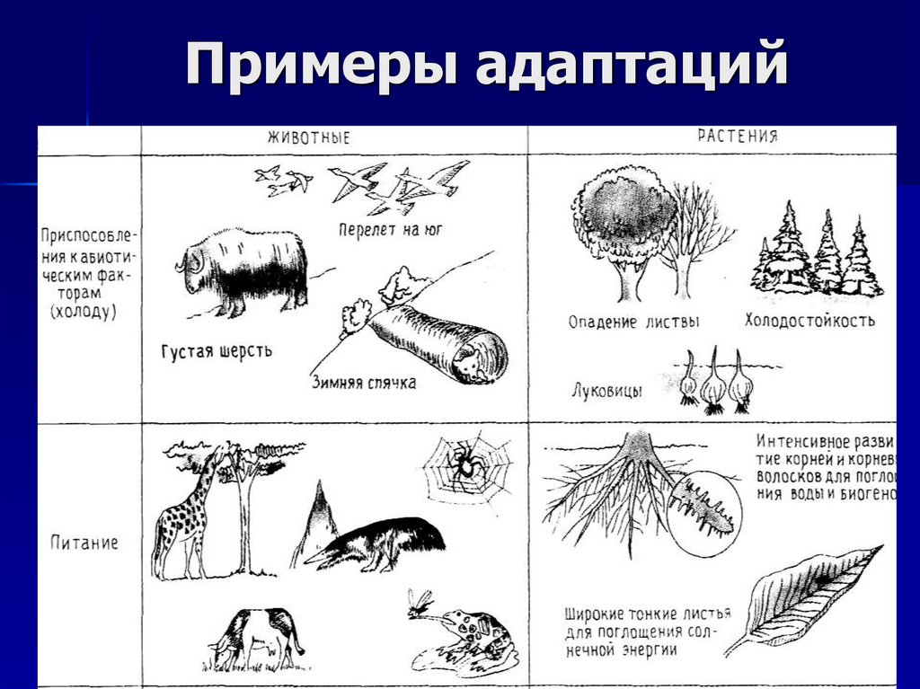 Примеры адаптаций