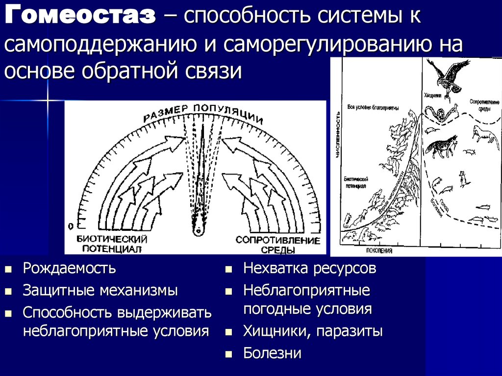 Гомеостаз – способность системы к самоподдержанию и саморегулированию на основе обратной связи