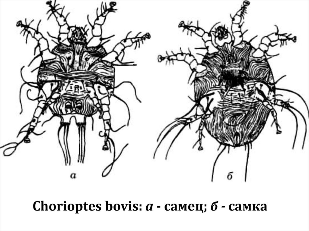 Chorioptes bovis: а - самец; б - самка