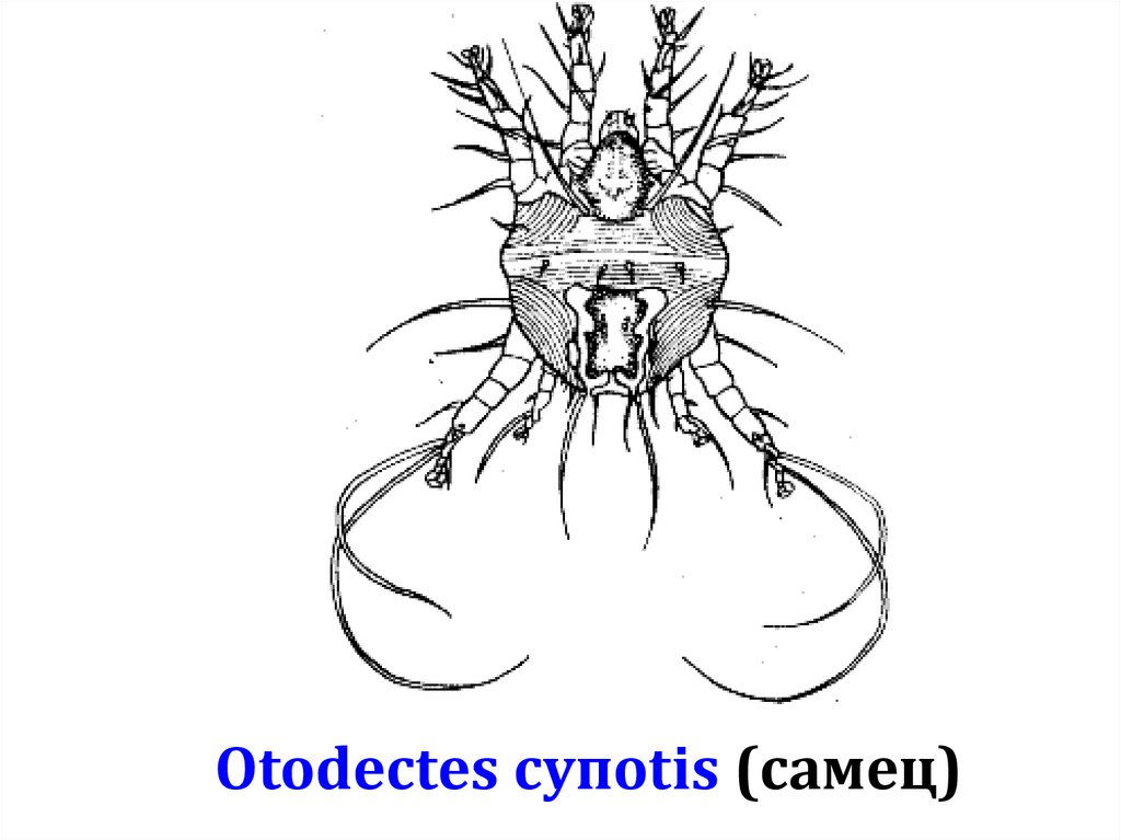 Otodectes супоtis (самец)