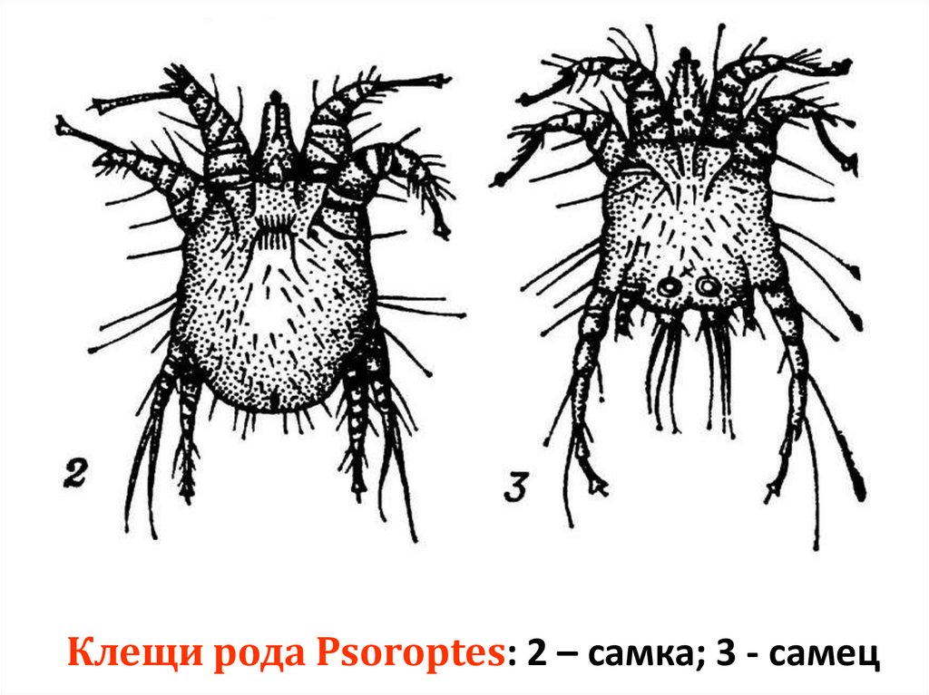Клещи рода Psoroptes: 2 – самка; 3 - самец