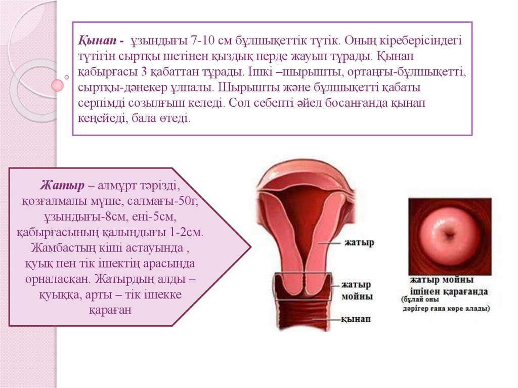 Порно видео: жетілген сұлудың жопын жалау (анальды секс)