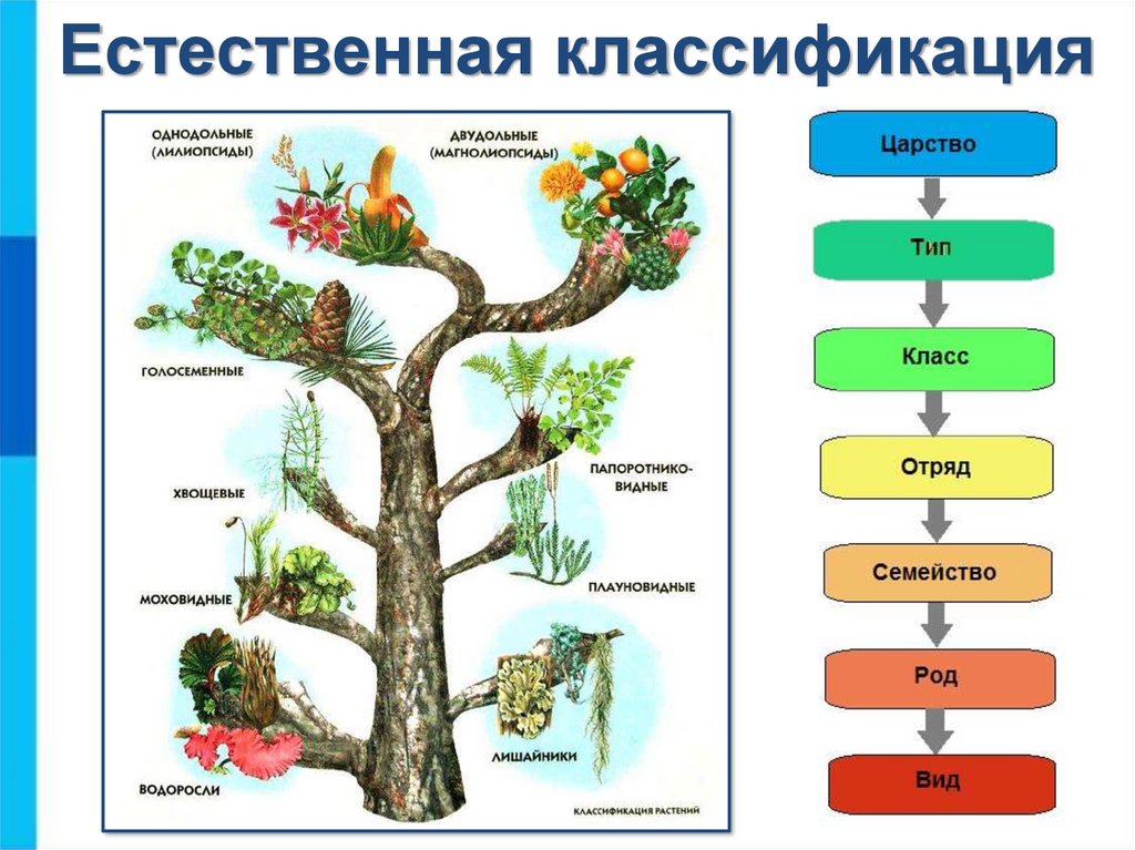 Естественная классификация