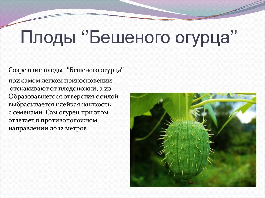 Плоды ‘’Бешеного огурца’’