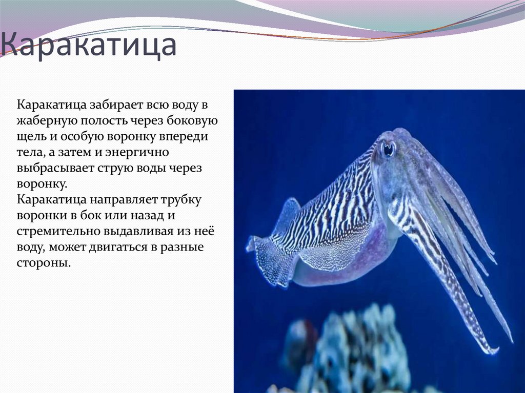 Каракатица