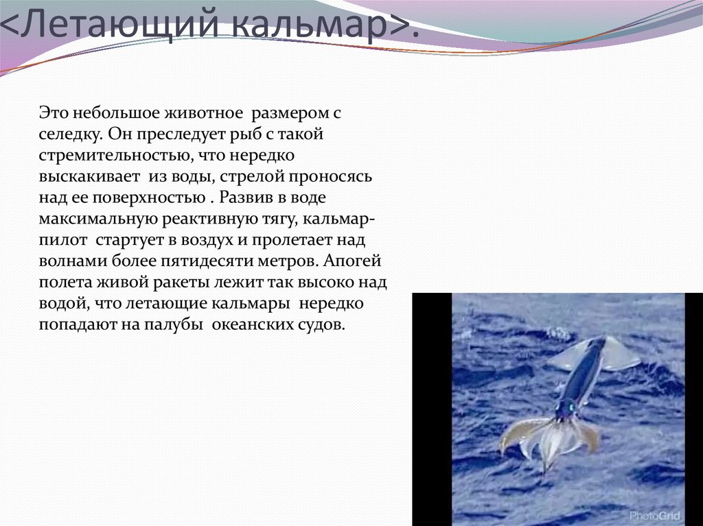 <Летающий кальмар>.