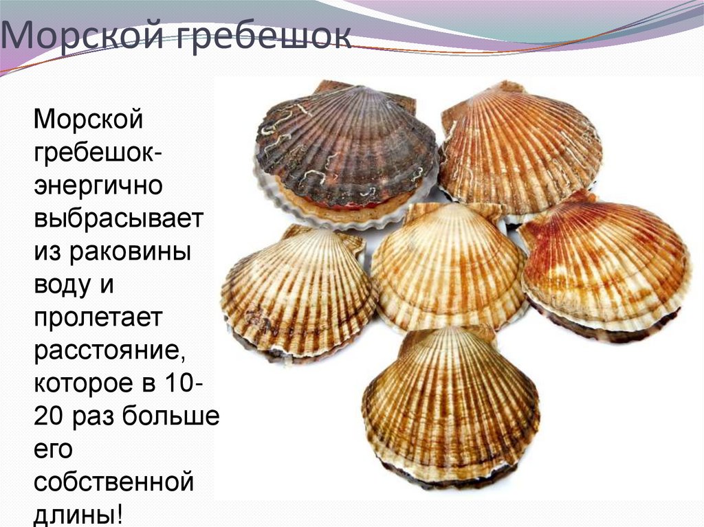 Морской гребешок