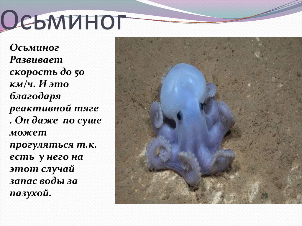 Осьминог