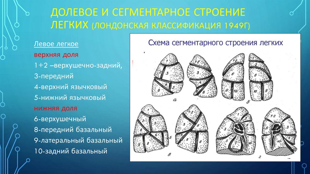 Долевое и сегментарное строение легких (Лондонская классификация 1949г)