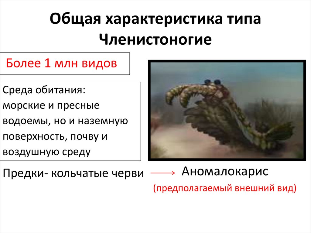 Общая характеристика типа Членистоногие