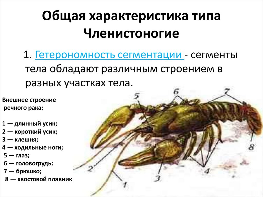 Общая характеристика типа Членистоногие