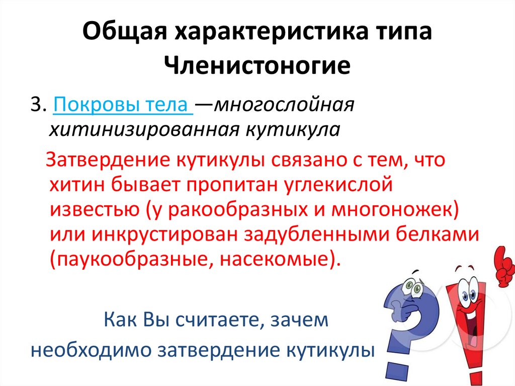 Общая характеристика типа Членистоногие