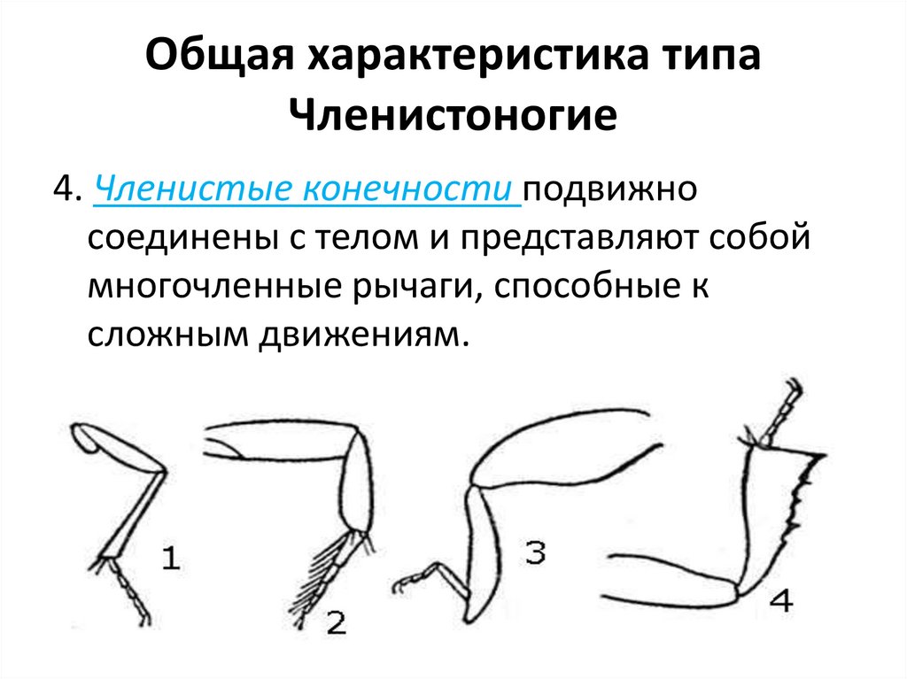 Общая характеристика типа Членистоногие